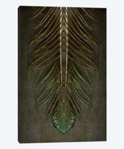 Peacock Feather Symmetry Archangel