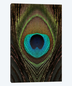 Peacock Feather Symmetry I