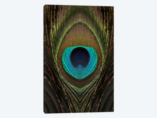 Peacock Feather Symmetry I