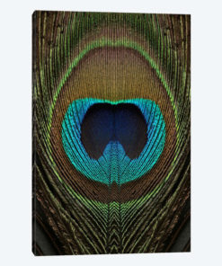 Peacock Feather Symmetry II