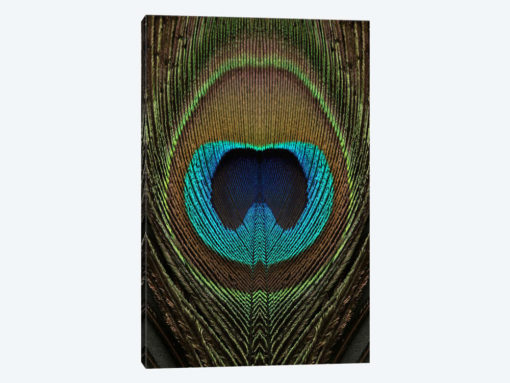 Peacock Feather Symmetry II