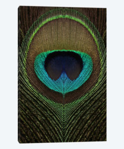 Peacock Feather Symmetry III