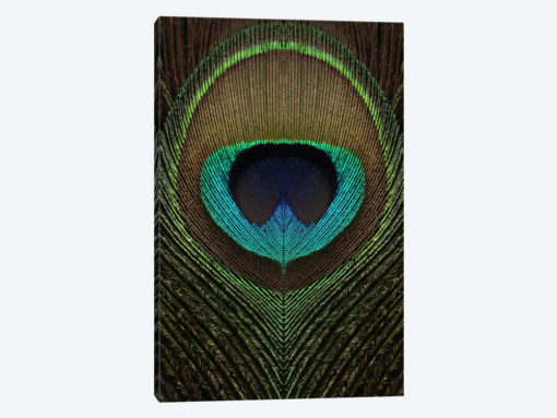 Peacock Feather Symmetry III