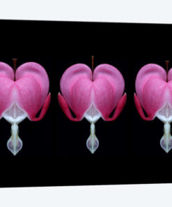 Bleeding Heart Trio