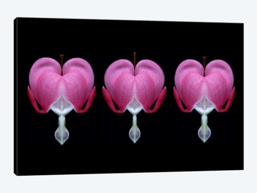 Bleeding Heart Trio