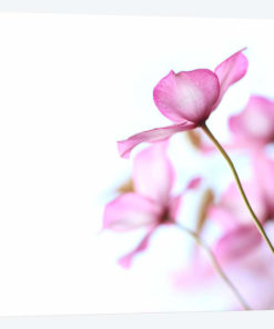 Pink Clematis