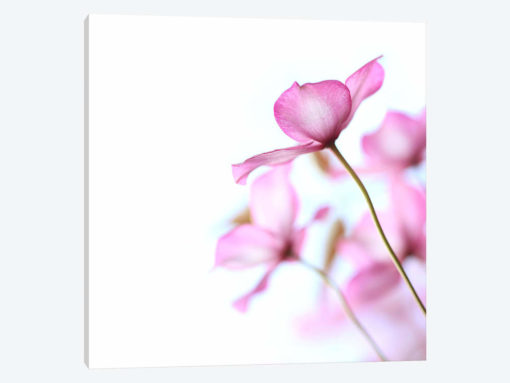 Pink Clematis