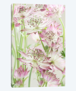 Pink Pastel Astrantia Flowers II