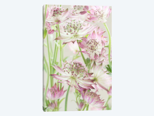 Pink Pastel Astrantia Flowers II