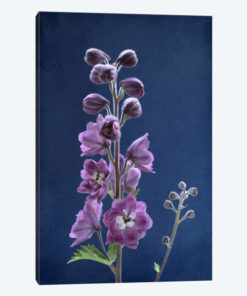 Purple Delphinium
