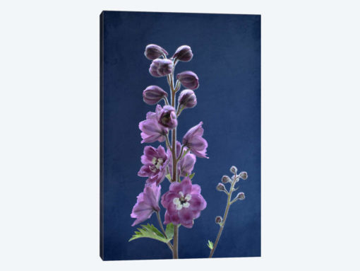 Purple Delphinium