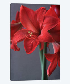 Red Amaryllis