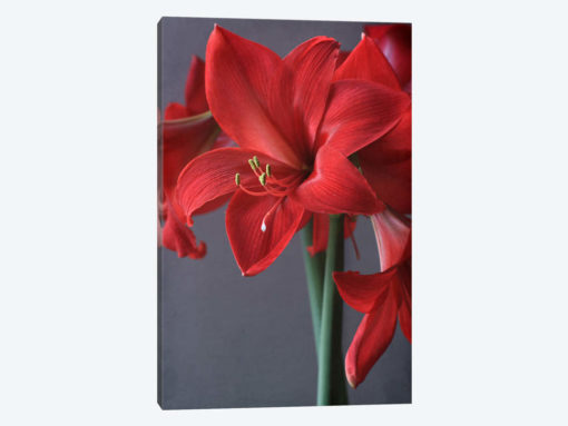 Red Amaryllis