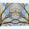 Snow Covered Tree Tops Symmetry