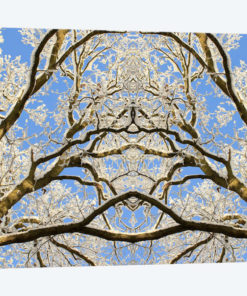 Snow Covered Tree Tops Symmetry
