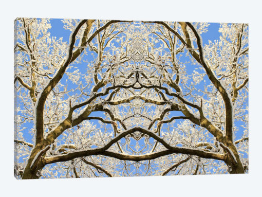 Snow Covered Tree Tops Symmetry