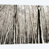 Snow Covered Trees