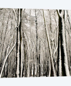 Snow Covered Trees