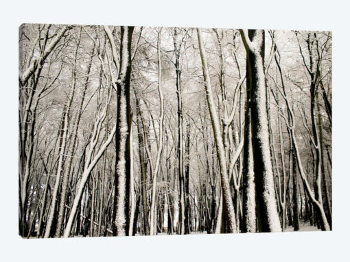 Snow Covered Trees
