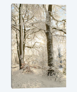 Snowy Winter Trees