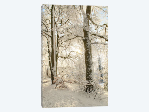 Snowy Winter Trees