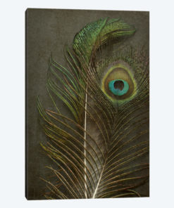 Two Peacock Feathers