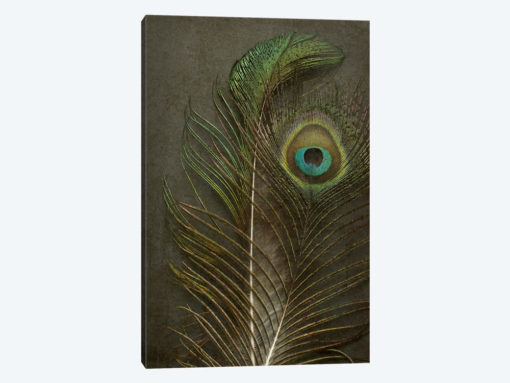 Two Peacock Feathers