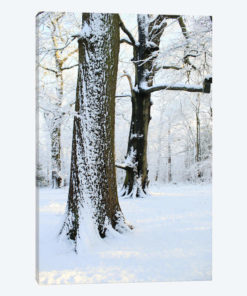 Two Snow Covered Trees
