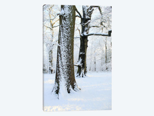 Two Snow Covered Trees