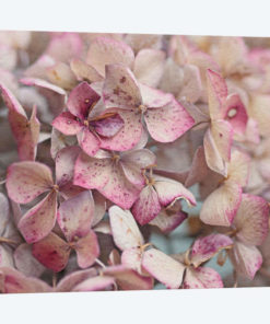 Vintage Hydrangea