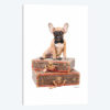 Luggage Fawn Frenchie