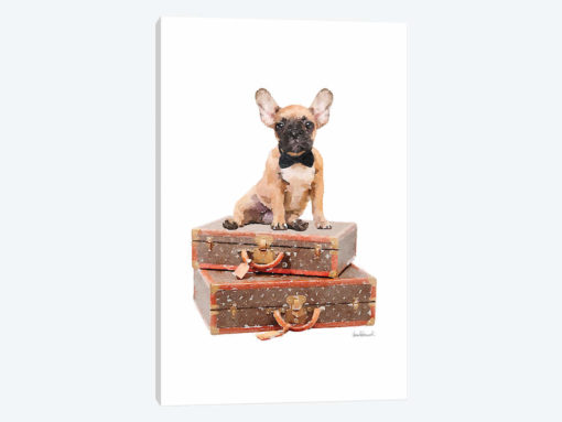 Luggage Fawn Frenchie