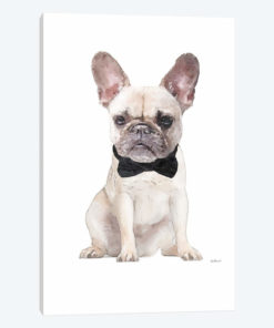 Cream Frenchie
