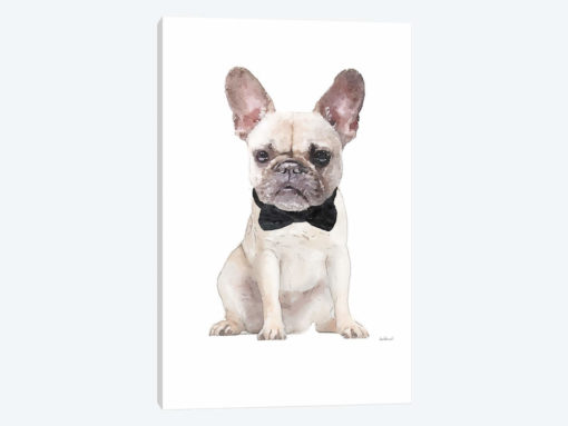 Cream Frenchie