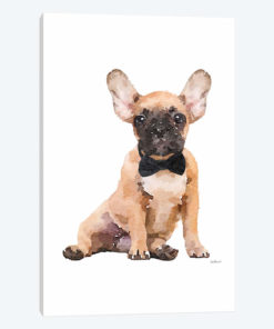Fawn Frenchie