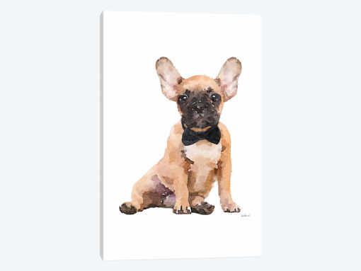 Fawn Frenchie