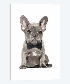 Gray Frenchie