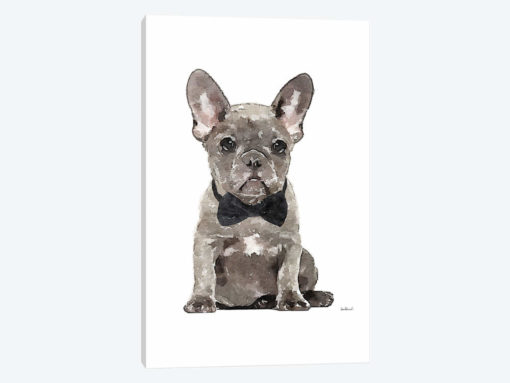 Gray Frenchie