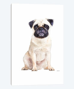 Pug