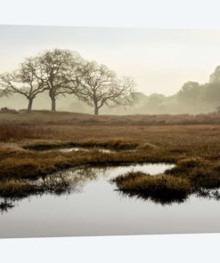 Island Oak Trees