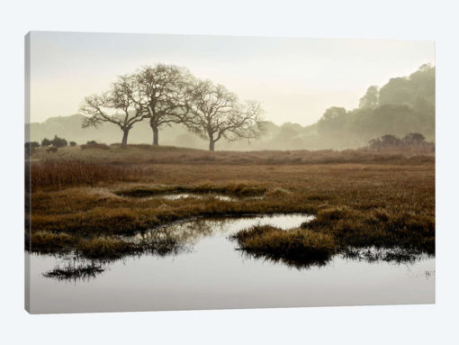 Island Oak Trees