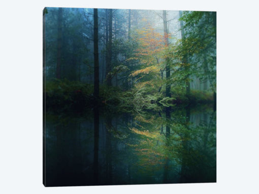 The Forest