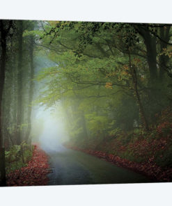 The Lane