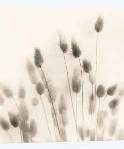 Italian Tall Grass No. 2