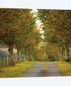 Colors Of Autumn