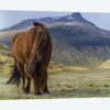 One Horse At The Faroe Islands