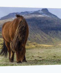 One Horse At The Faroe Islands