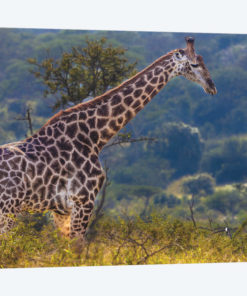 The Giraffe