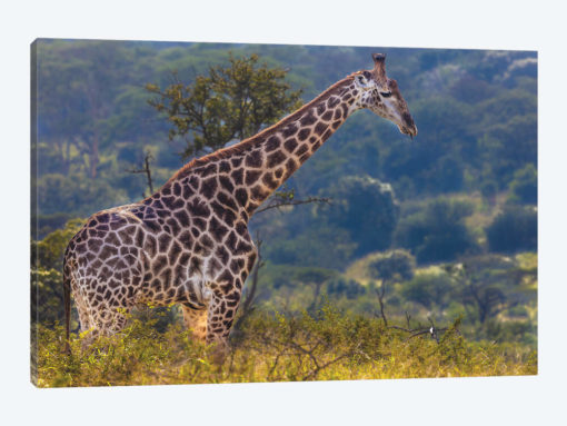 The Giraffe