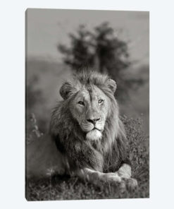 The King